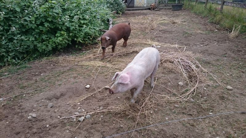   glückliche Schweine  
